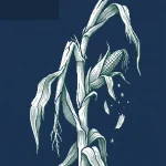 sécheresse agriculture france 2026 — illustration