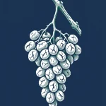 vendanges 2026 rendements canicule — illustration